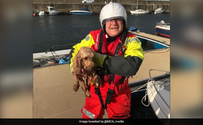 Caught On Camera: Dramatic Rescue Of Pet Dog Swept Out To Sea