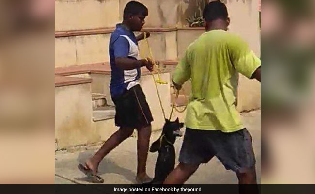 A Year After Dog Thrown From Building, Another Horror Video From Chennai