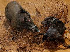 Bloody Spectacle: Indonesian Villages Pit Wild Boars Against Dogs