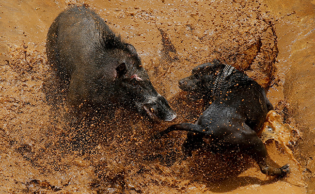 Bloody Spectacle: Indonesian Villages Pit Wild Boars Against Dogs