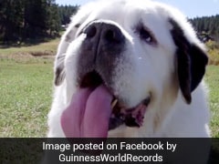 Meet The Rescue Dog With A Record For The World's Longest Tongue