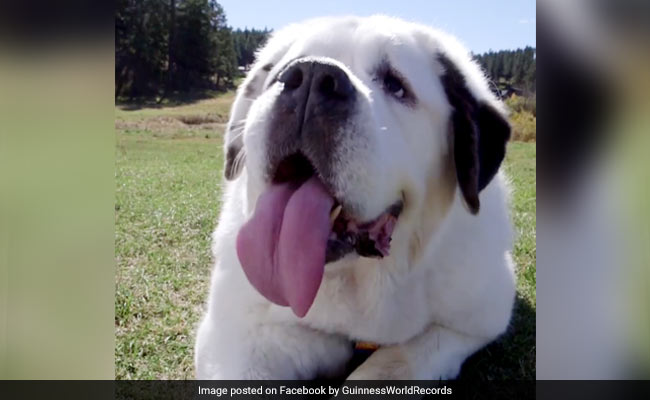 Meet The Rescue Dog With A Record For The World's Longest Tongue