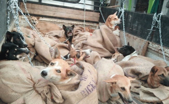 Social Media Tip Offs Leading To More Dog Rescue From Meat Traders