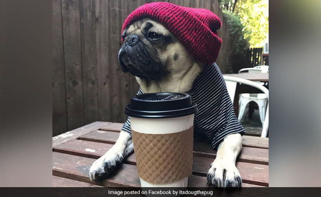 Hugs For Pugs At London's Latest 'Pup-Up' Cafe