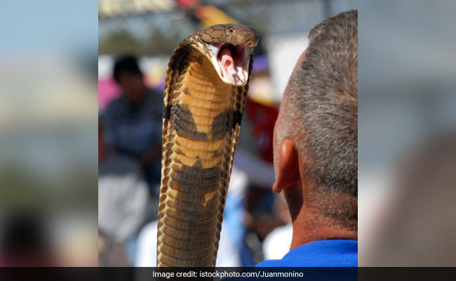 Here's Why Humans Fear Snakes And Spiders