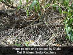 World's 2nd Most Venomous Snake Is Hiding In This Pic. Can You See It?