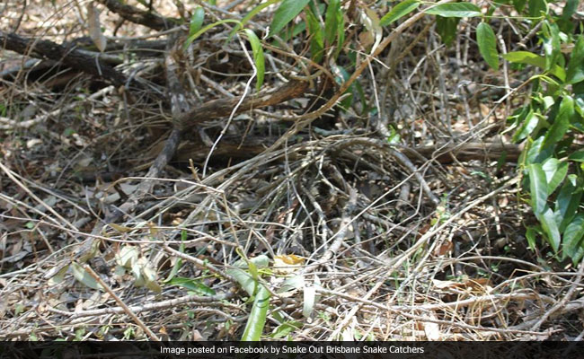 World's 2nd Most Venomous Snake Is Hiding In This Pic. Can You See It?