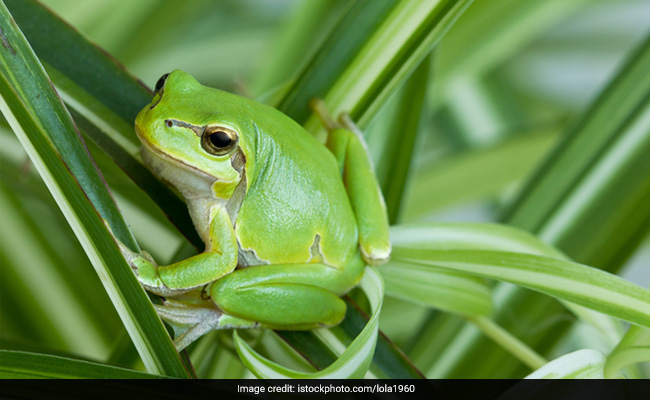 This Pic Of Frog Eating Snake Is Startling. Sure You Want To See It?