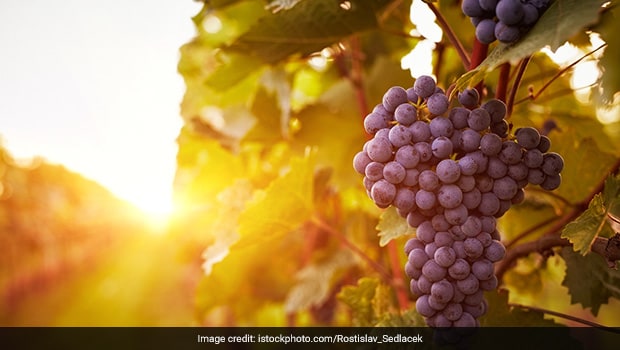 Grapes Nutrition: Amazing Nutritional Facts About Grapes 