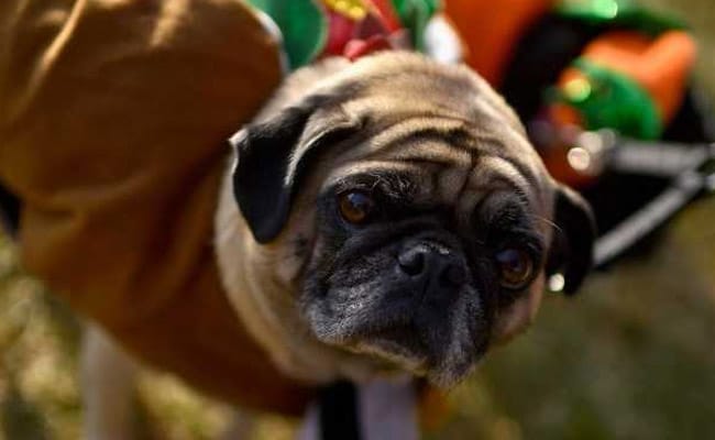 halloween dog afp 650 2
