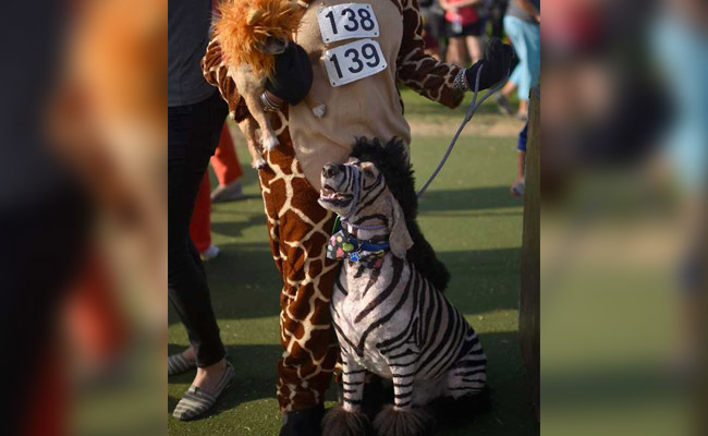 Halloween 2017: Dog Lovers, Feast Your Eyes On These Pics From A 'Howl'oween Parade