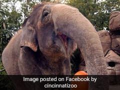 Halloween 2017: It's A Pumpkin Party For Animals At These Zoos
