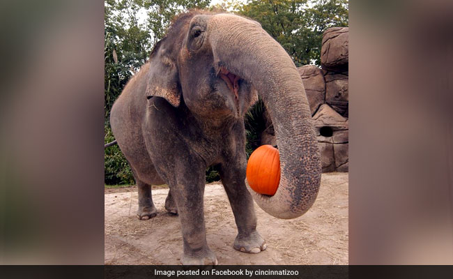 Halloween 2017: It's A Pumpkin Party For Animals At These Zoos