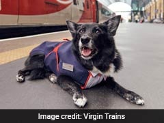 Train-Loving Dog Gets His Own Uniform. Picture Paw-fect!