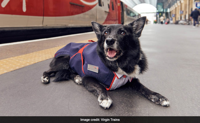 Train-Loving Dog Gets His Own Uniform. Picture Paw-fect!