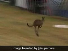 Kangaroo Hops Along Race Track As Cars Buzz By. Only In Australia