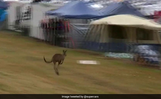 Kangaroo Hops Along Race Track As Cars Buzz By. Only In Australia