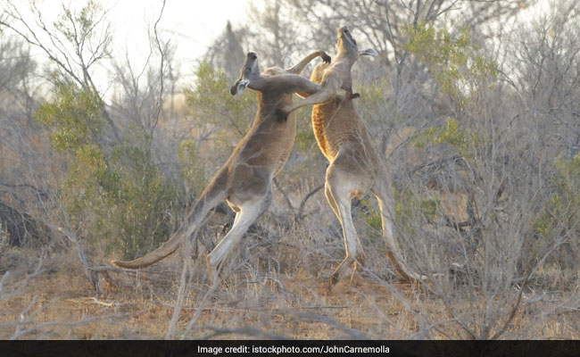 Watch: Incredible Video Of Two Kangaroos Fighting
