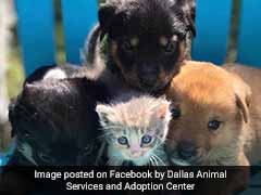 Watch: Orphaned Little Kitten Adopted By A Dog, Now Part Of Family