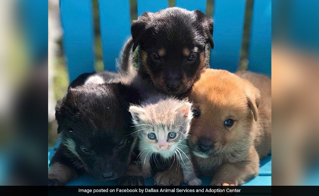 Watch: Orphaned Little Kitten Adopted By A Dog, Now Part Of Family