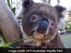 Lovelorn Koala Escapes In Hunt For Mate, Rescued
