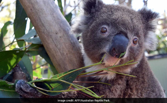 Lovelorn Koala Escapes In Hunt For Mate, Rescued