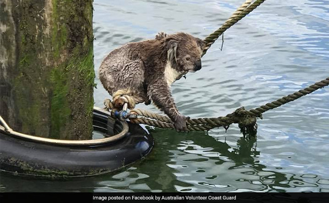 Koala Found Stranded At Sea Rescued By Coast Guard. See Pics