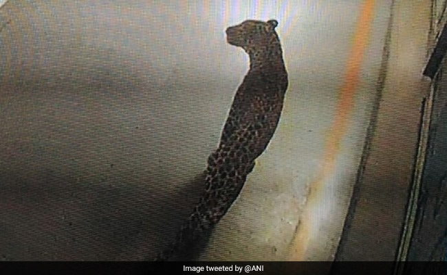 Leopard Enters Maruti Suzuki Plant In Manesar Near Gurgaon, Search Operation Launched