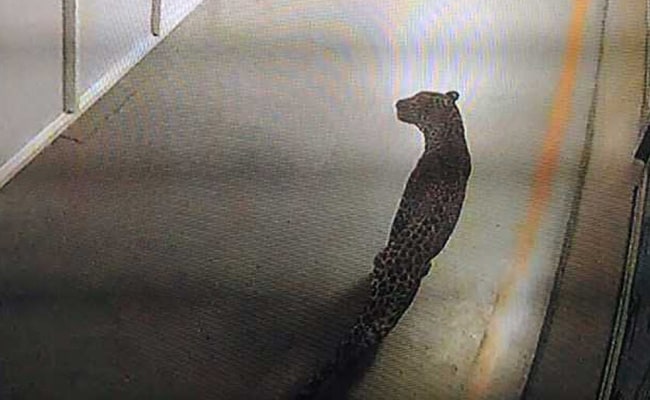 Leopard At Maruti Factory Near Delhi Caught After 30-Hour Hunt