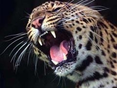Leopard Dies In Jammu And Kashmir Forest After Being Caught In Barbed Wire