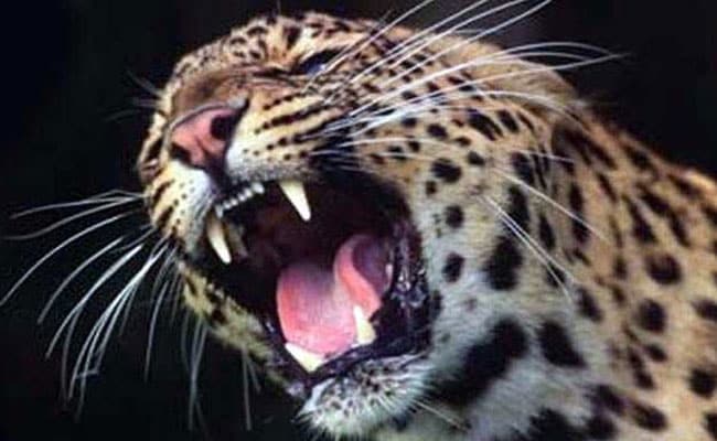 60-Year-Old Man Injured In Leopard Attack In Tamil Nadu