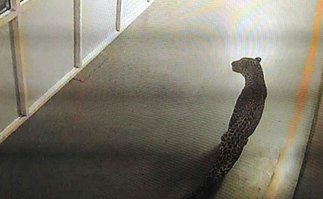 गुरुग्राम के मानेसर स्थित मारुति सुजुकी के प्लांट में घुसा तेंदुआ, तलाश जारी