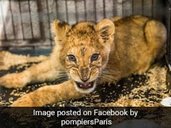Man Rented Lion Cub To 'Show Off'. Selfies Helped Cops Track Him Down