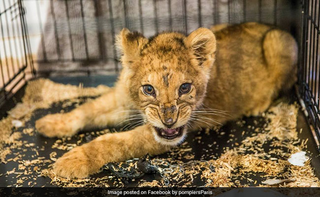 Man Rented Lion Cub To 'Show Off'. Selfies Helped Cops Track Him Down