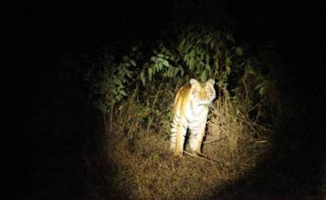 अमरावती : नरभक्षी शेरनी ने दो लोगों की ली जान, लोकेशन चिप लगी होने पर भी नहीं पकड़ पा रही है टीम