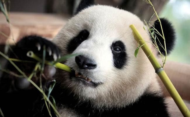German Zoo Hopes To Cure Panda's Bad Walking Habit With Sex