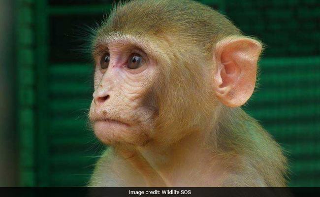 How A Dehydrated Monkey Was Rescued From Prime Minister's House