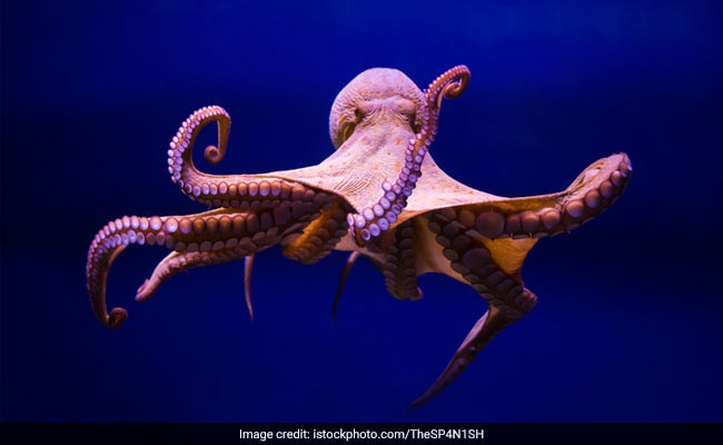 octopods