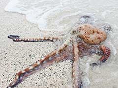 Octopuses Crawl Out Of Sea, 'Invade' British Beach In Terrifying Video