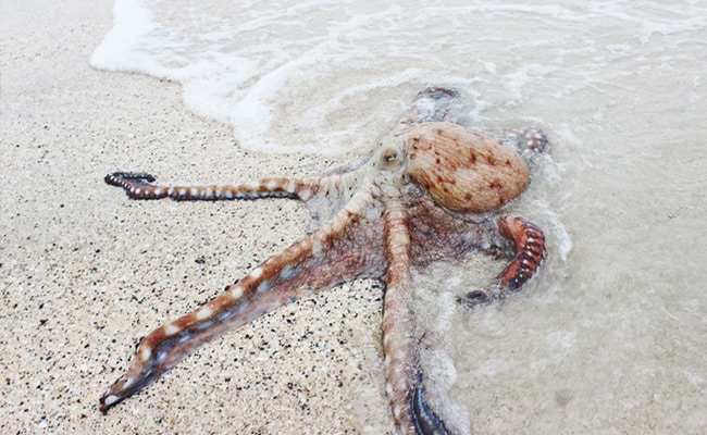 Octopuses Crawl Out Of Sea, 'Invade' British Beach In Terrifying Video