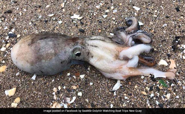 Two Dozen Octopuses Crawled To Shore En Masse And No One Knows Why