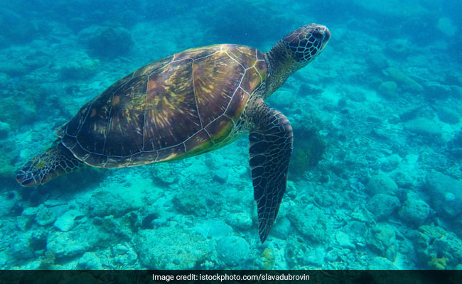 Odisha Gears Up For Nesting Season Of Olive Ridley Turtles