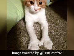 Meet Paddles, The First Cat Of New Zealand