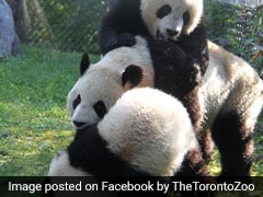 Watch: This Viral Video Will Make You 'Fall' For Pandas All Over Again