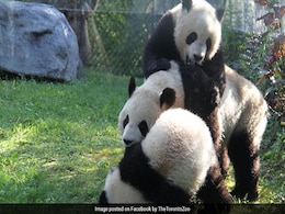 Watch: This Viral Video Will Make You 'Fall' For Pandas All Over Again Watch: This Viral Video Will Make You 'Fall' For Pandas All Over Again