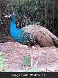 Injured Peacock Found At Union Minister's Residence In Delhi, Rescued