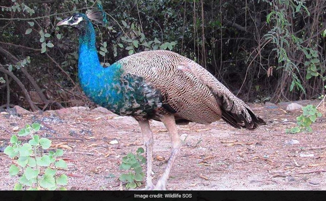 Injured Peacock Found At Union Minister's Residence In Delhi, Rescued