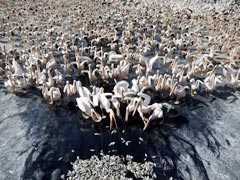 Thousands Of Migrating Pelicans Get Free Lunch In Israel