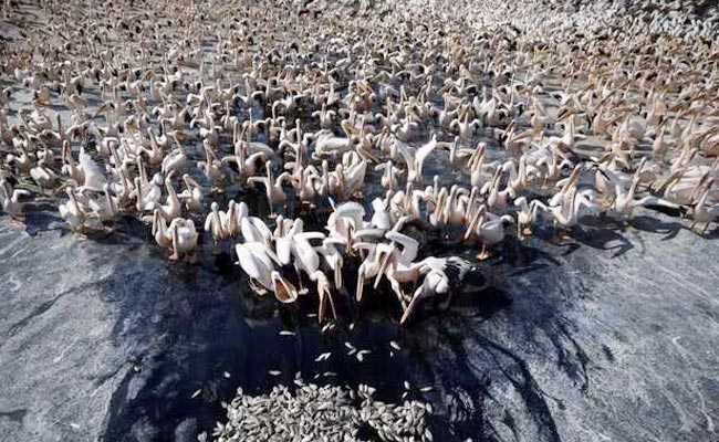 Thousands Of Migrating Pelicans Get Free Lunch In Israel