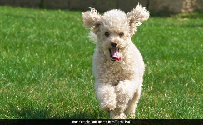 Dog's Dash For Freedom Shuts Down Runway, Causes 14 Flight Delays